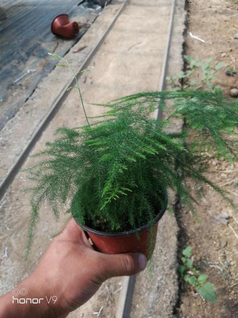 文竹，观叶植物优质双色盆文竹，常年供应质优价廉