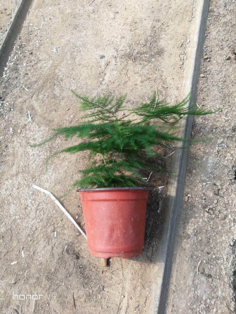 文竹，观叶植物优质双色盆文竹，常年供应质优价廉