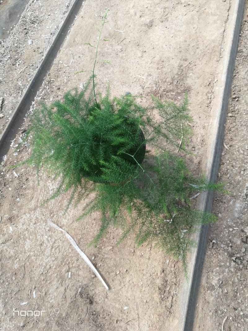 文竹，观叶植物优质双色盆文竹，常年供应质优价廉