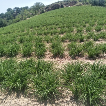 大量批发优质黄花菜苗