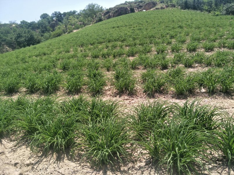 大量批发优质黄花菜苗