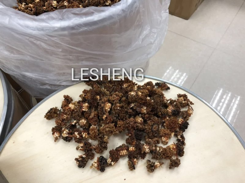 加拿大淡干北极海参花