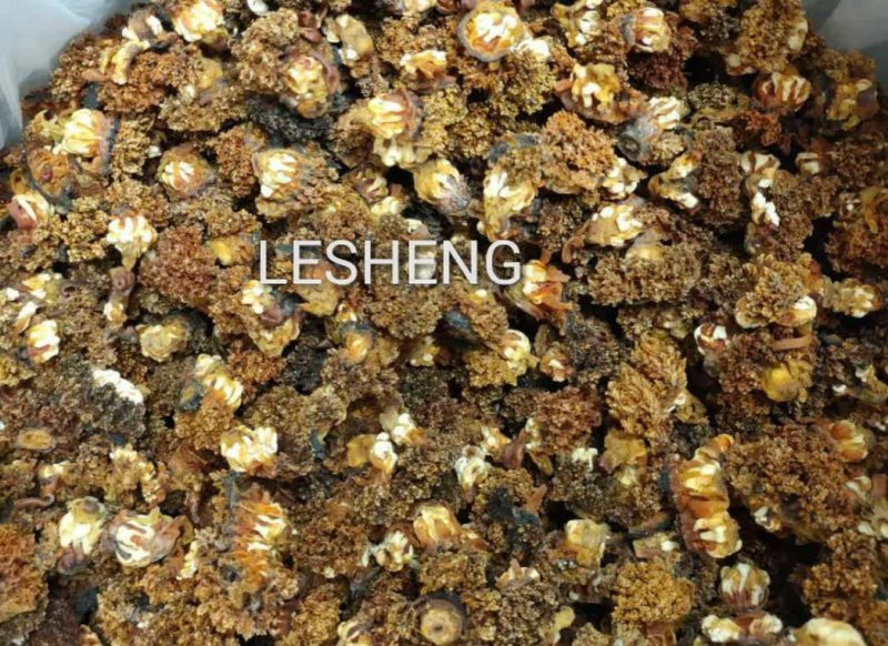 加拿大淡干北极海参花
