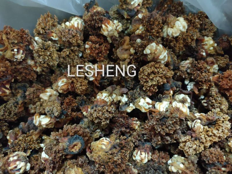 加拿大淡干北极海参花
