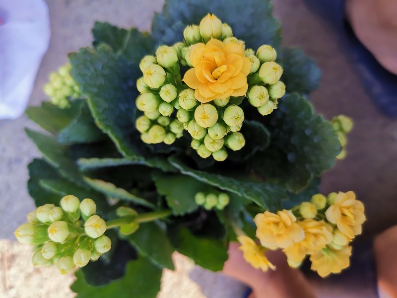 长寿花