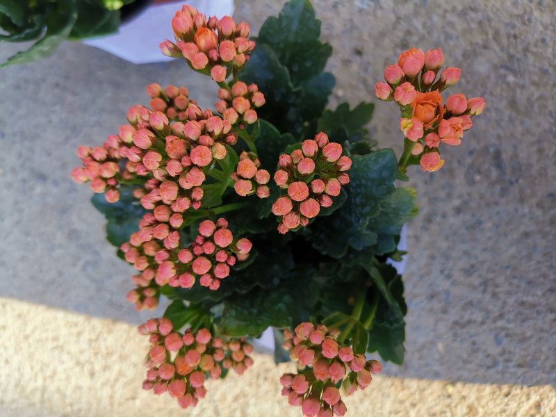 长寿花