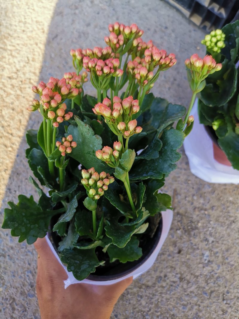 长寿花