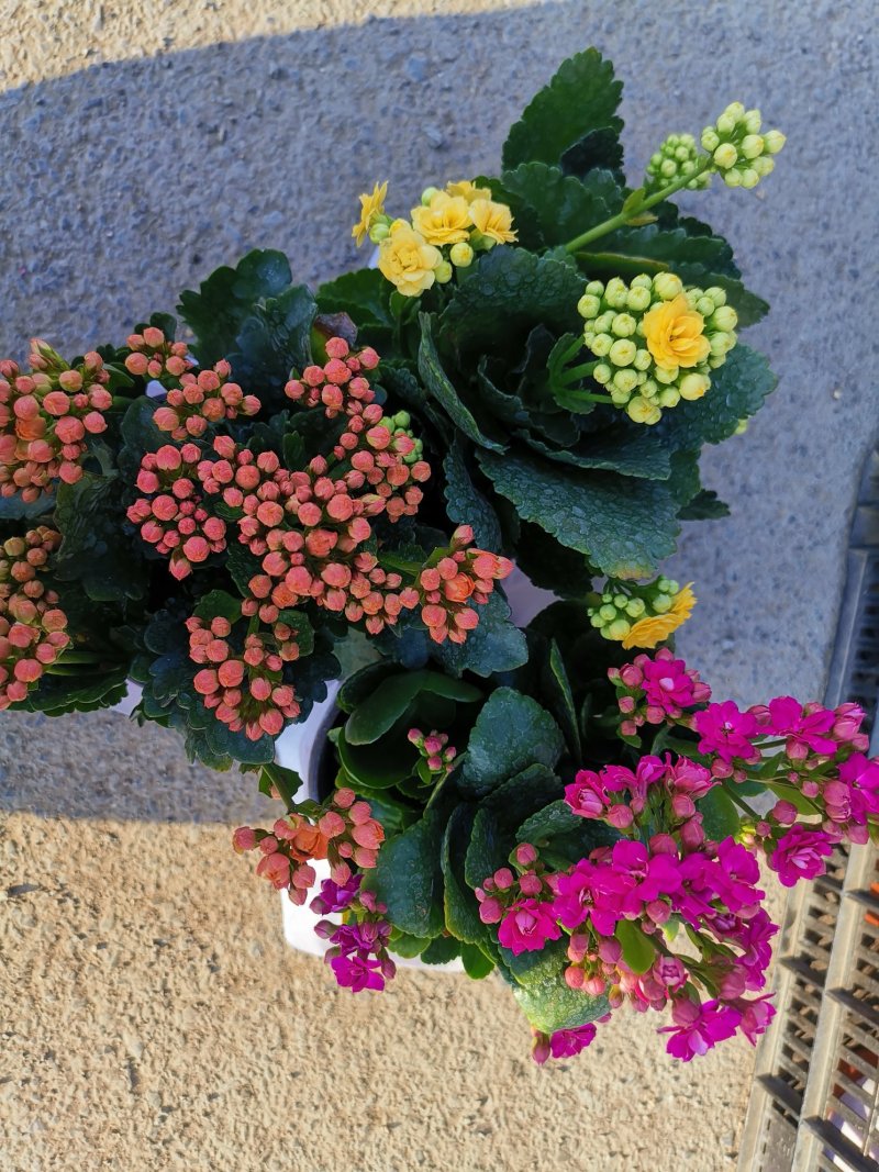 长寿花