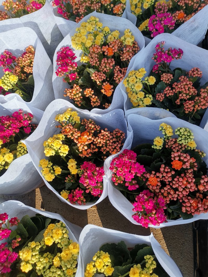 长寿花