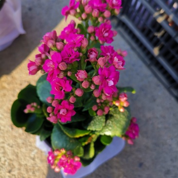 长寿花