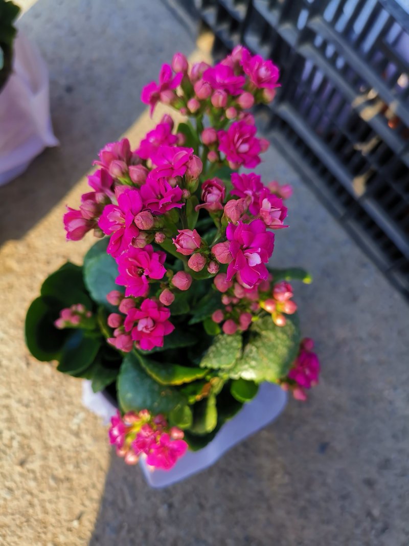 长寿花