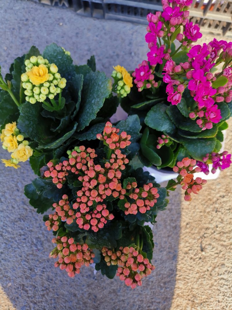 长寿花