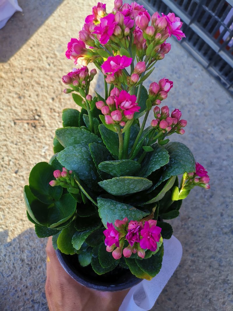 长寿花