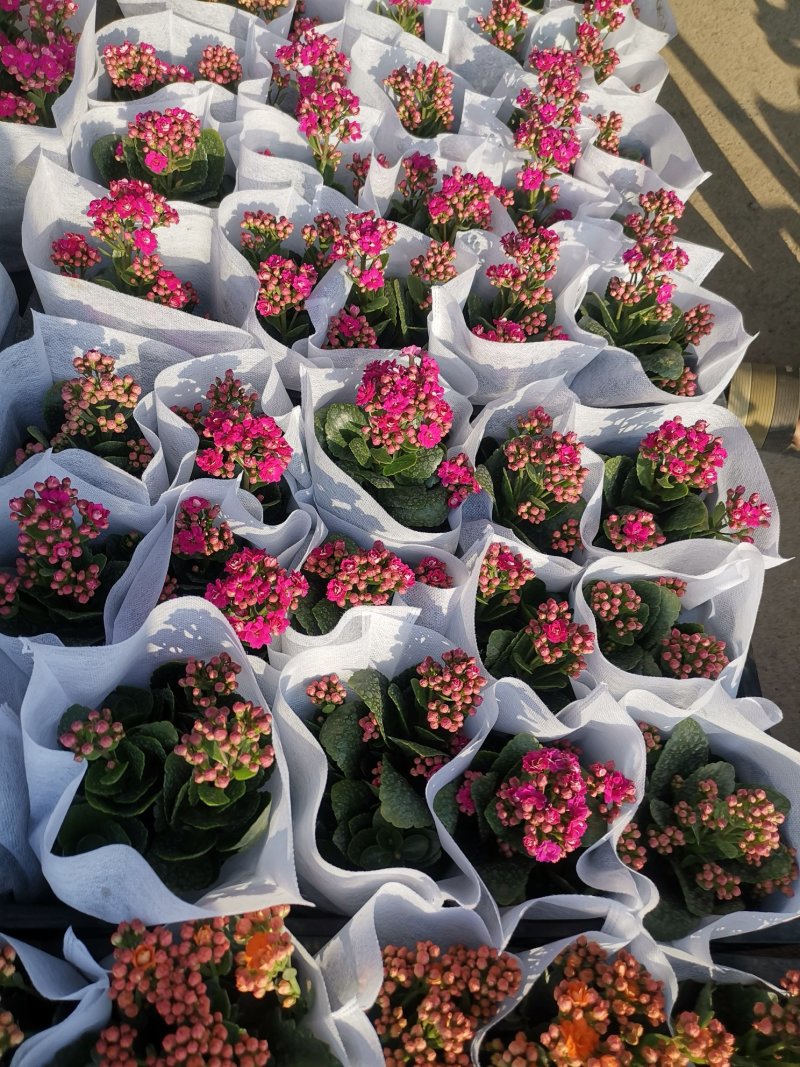 长寿花