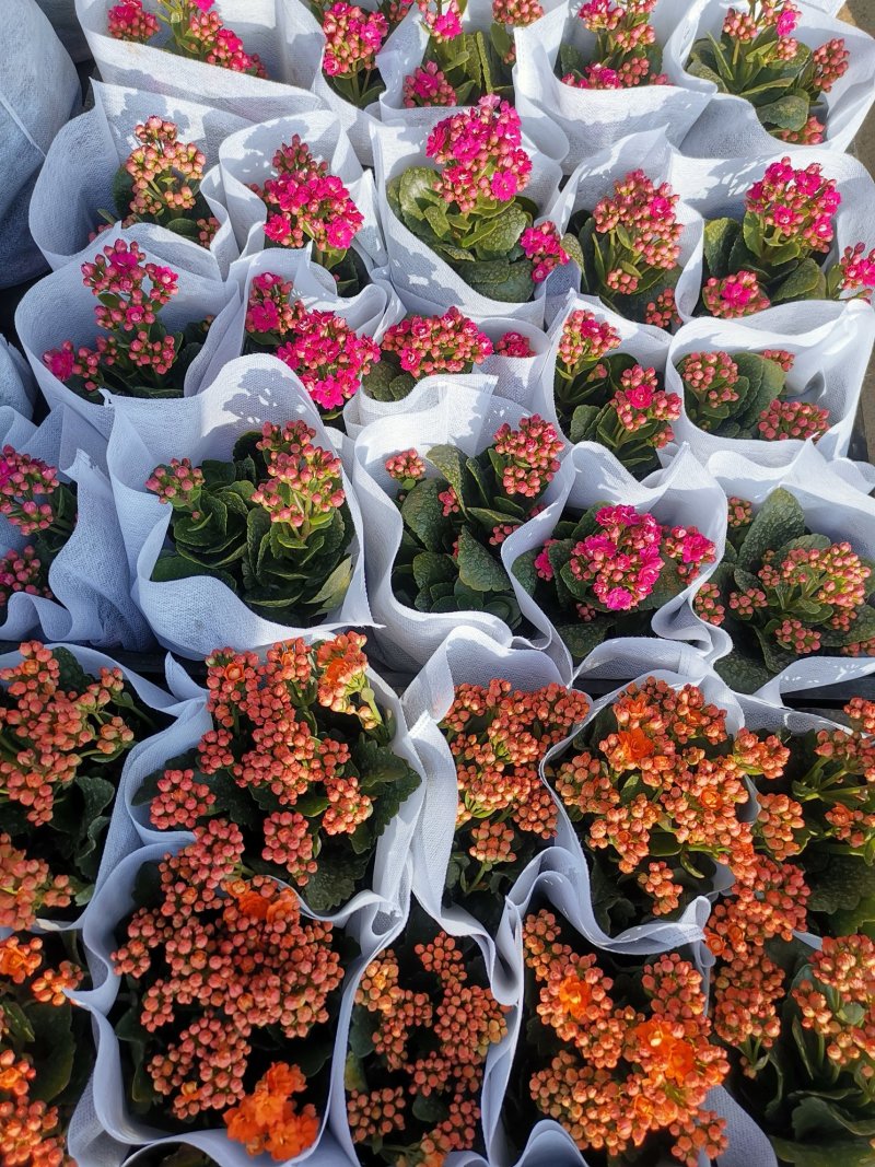 长寿花