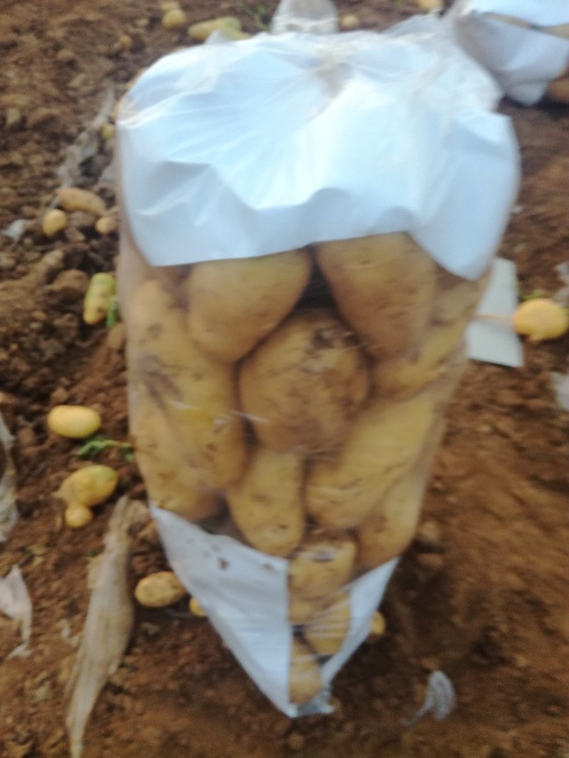 泗水县贺兰十五土豆大量上市