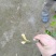 红豆树