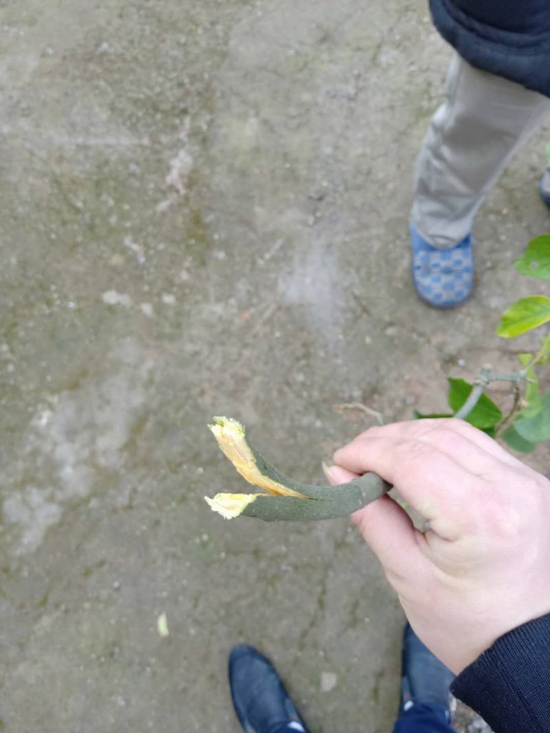 红豆树