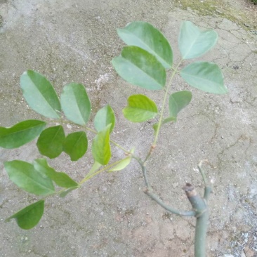 红豆树
