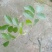 红豆树