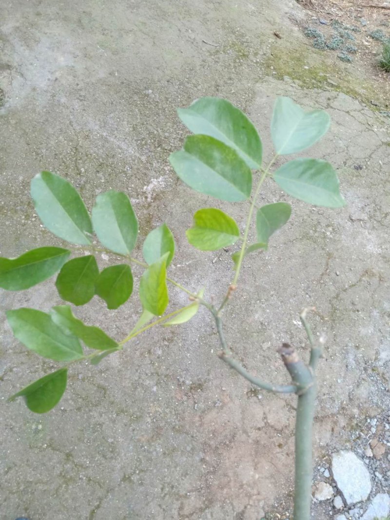 红豆树
