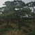 黑油松，造型松