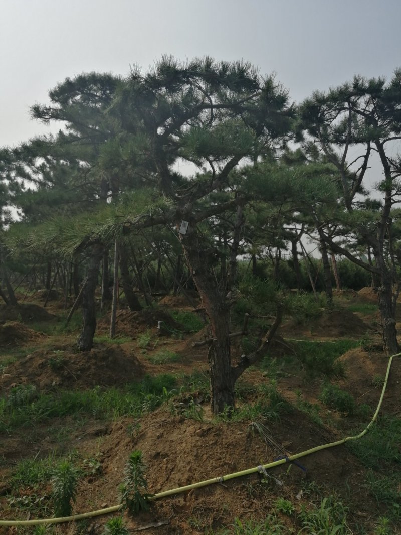 黑油松，造型松