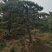 黑油松，造型松