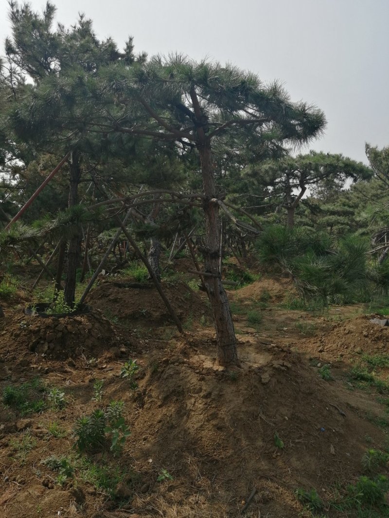 黑油松，造型松