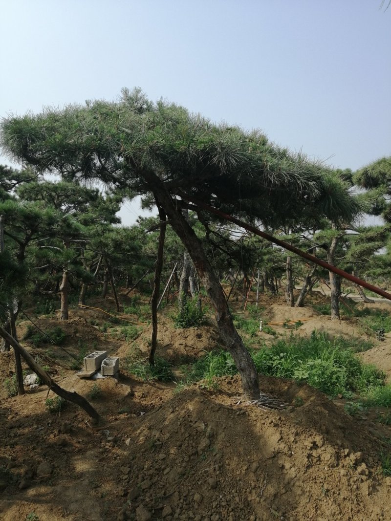 黑油松，造型松