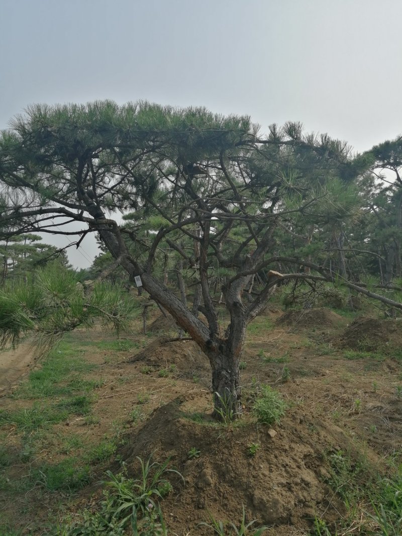 黑油松，造型松