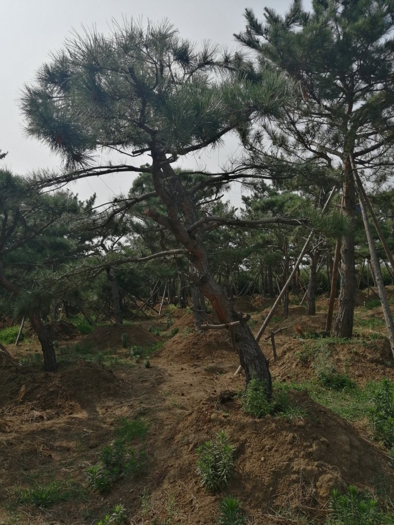 黑油松，造型松