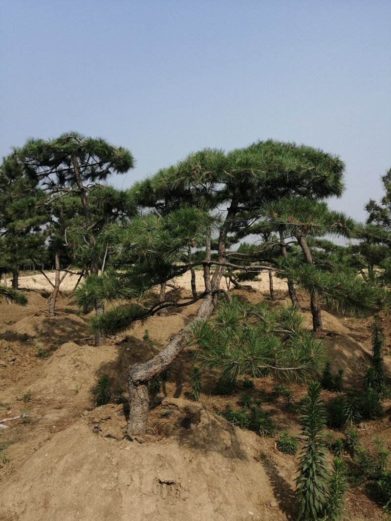 黑油松，造型松