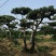 黑油松，造型松