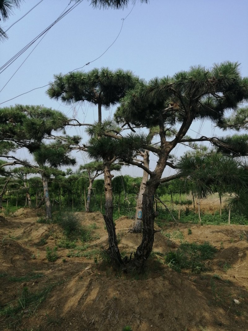 黑油松，造型松