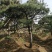 黑油松，造型松