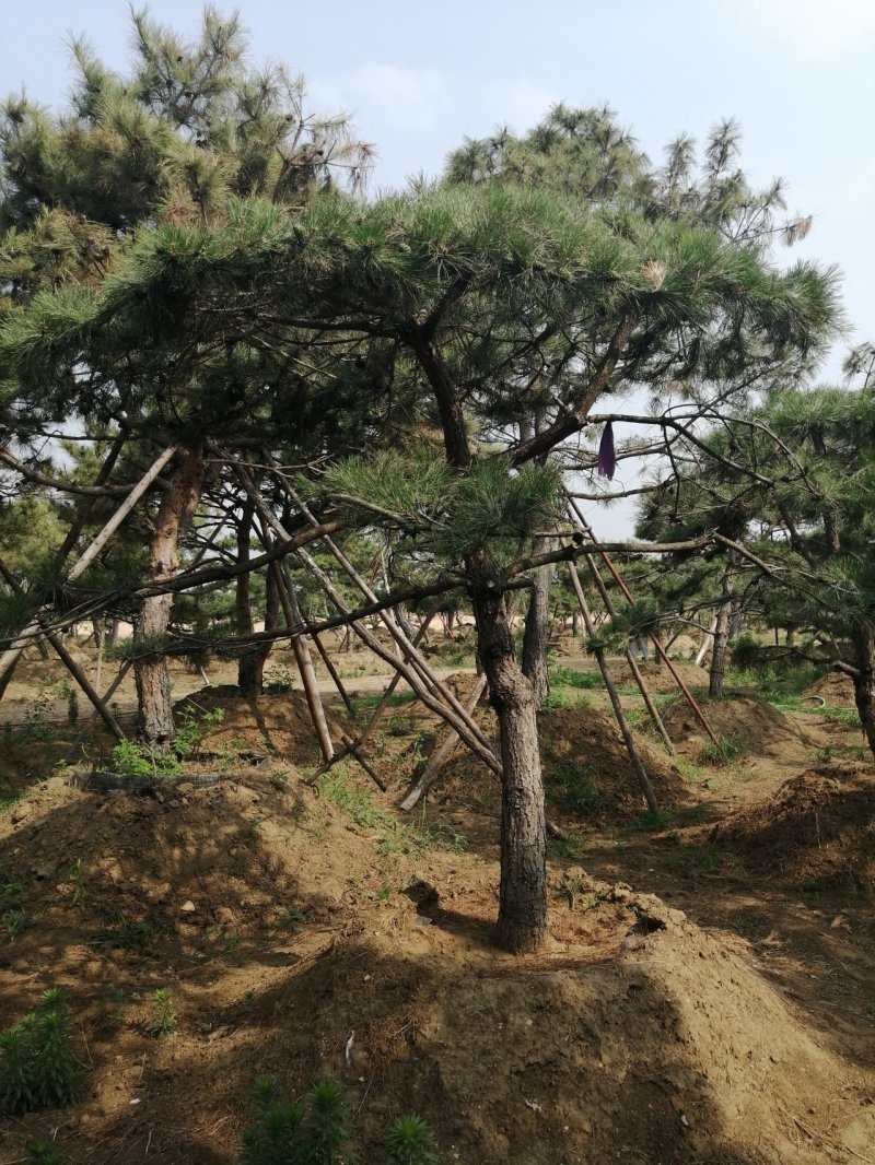 黑油松，造型松