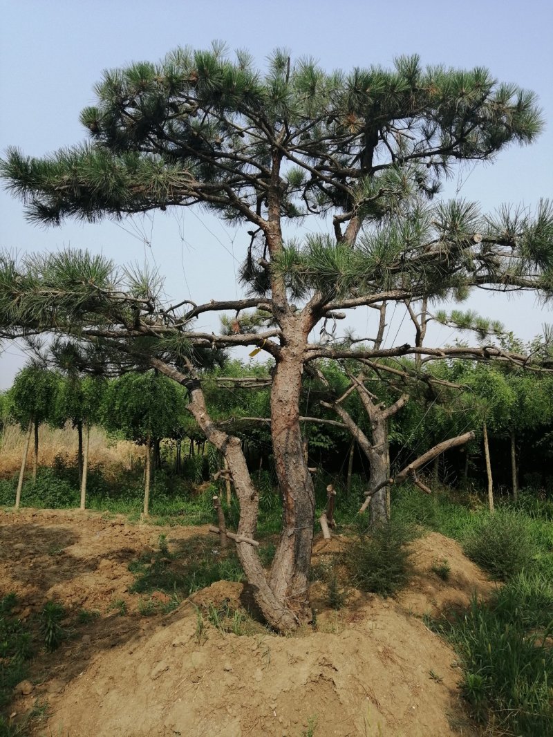 黑油松，造型松
