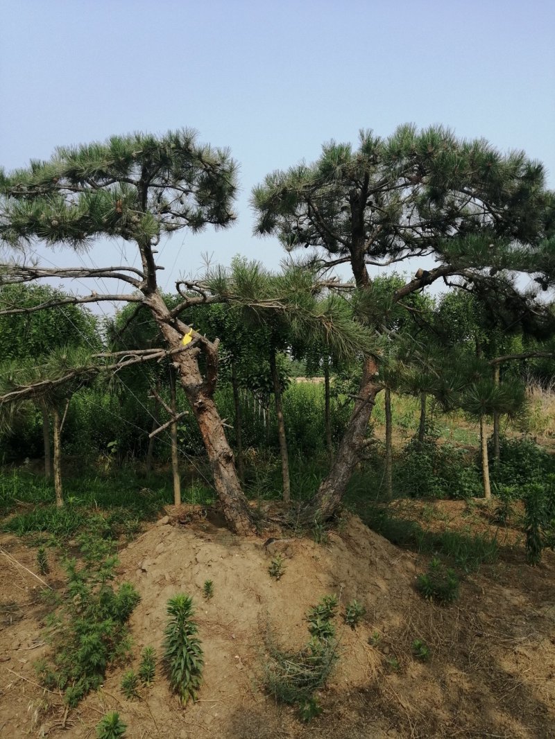 黑油松，造型松