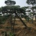 黑油松，造型松