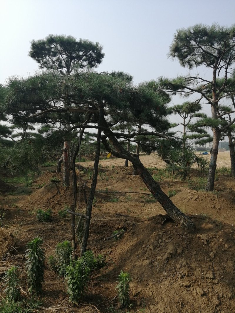 黑油松，造型松