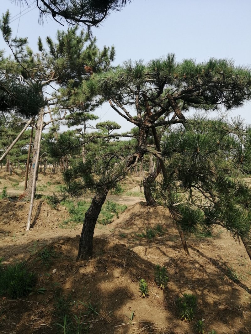 黑油松，造型松