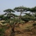 黑油松，造型松