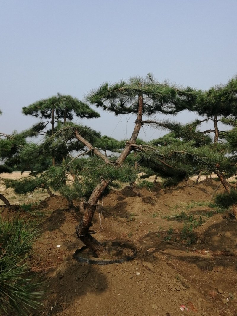 黑油松，造型松