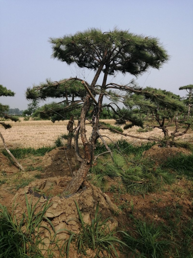 黑油松，造型松
