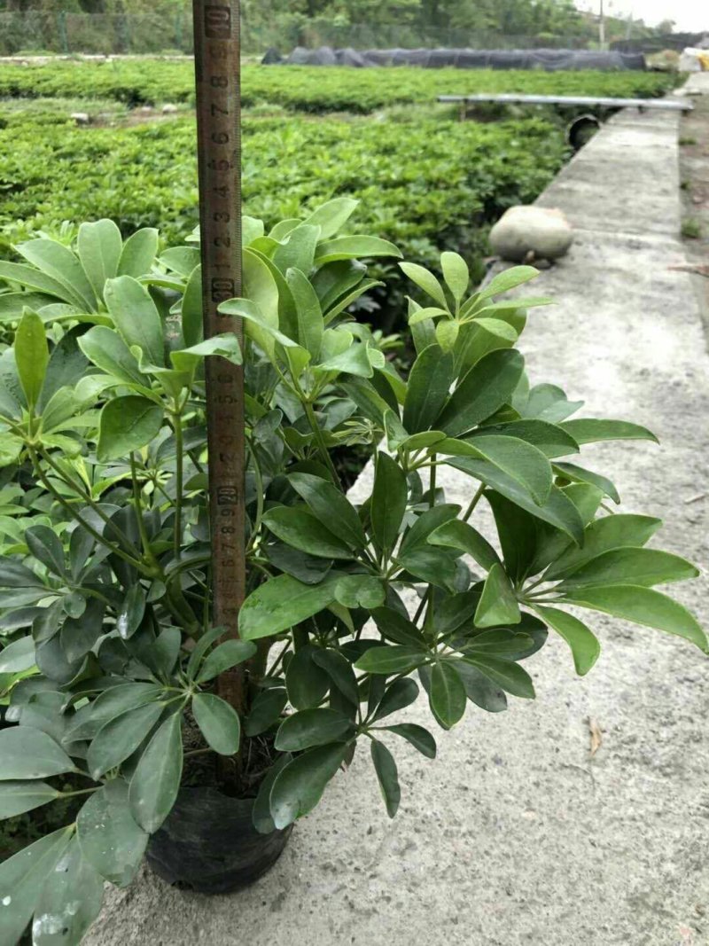 大量批发绿化苗木承接工程