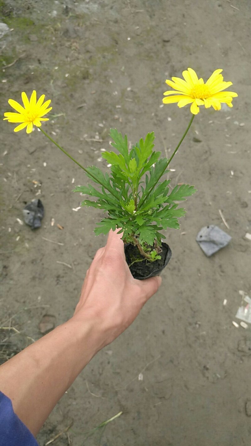大量批发绿化苗木承接工程