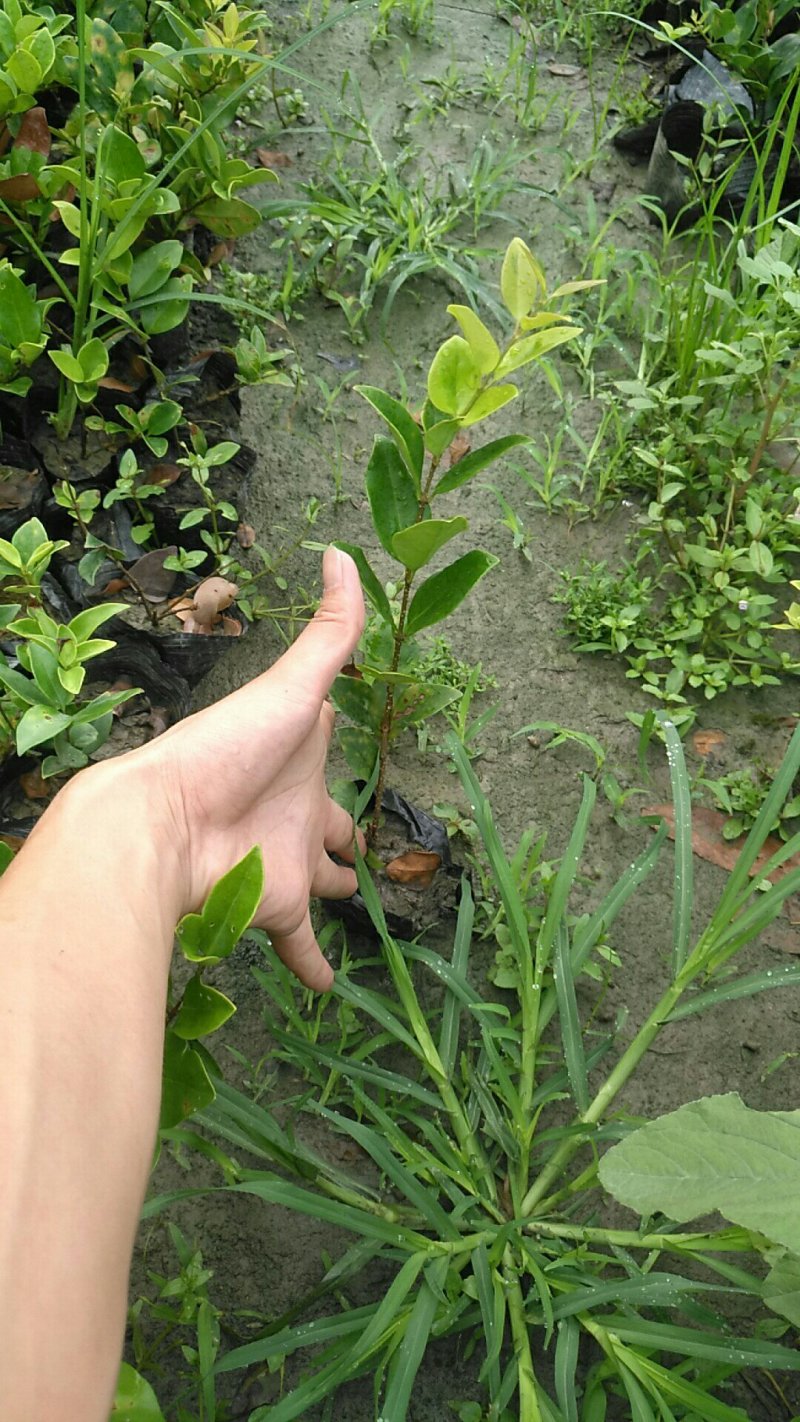 大量批发绿化苗木承接工程
