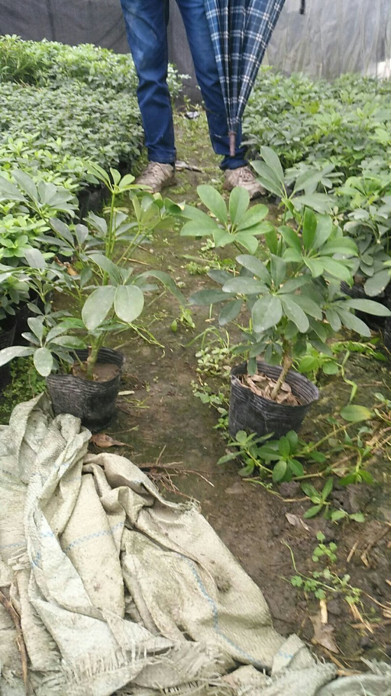 大量批发绿化苗木承接工程
