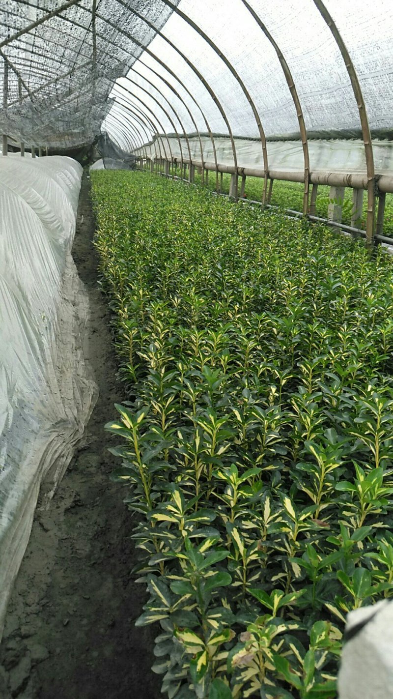 大量批发绿化苗木承接工程